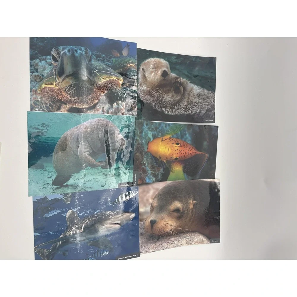 Ocean Animals Fact Sheets &‎ Photo Cards Lot 11 Marine Life Educational Set
